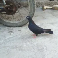 زاغ نر جوان