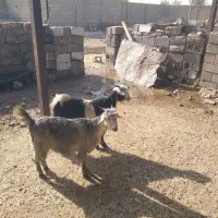 بیگ|حیوانات مزرعه|دزفول, |دیوار