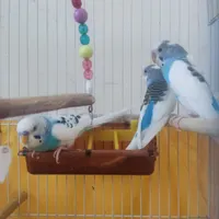 مرغ عشق نر و ماده قفس سهره قناری طوطی و...
