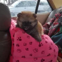 پامرین نژاداصلی عروسکی ۲ساله|سگ|بومهن, |دیوار