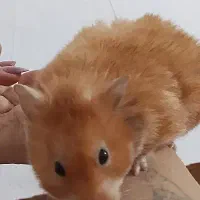 فروش همستر کمپل