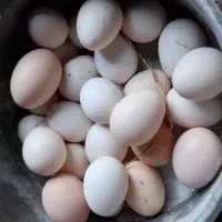 فروش تخم مرغ محلی دورگه لاری نطفه دار|حیوانات مزرعه|کرج, عظیمیه|دیوار
