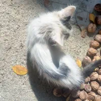گربه