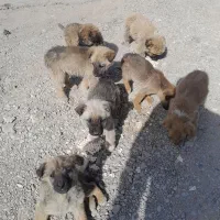 واگزاری سگ  ...