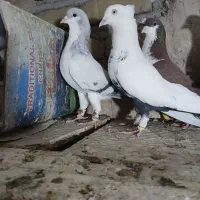 کفترای رنگی پرنده|پرنده|قزوین, |دیوار