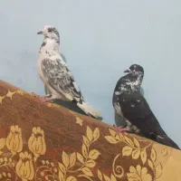 کبوتر|پرنده|خاش, |دیوار