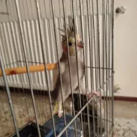 سلام عروس هلندی ماده سالم