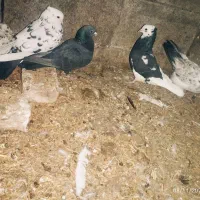 کبوتر تهرانی