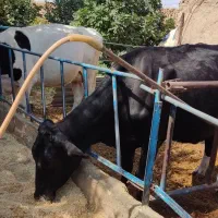 گاو صنعتی و جنس خوب و اینده دار