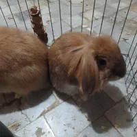 دو تا خرگوش دستی