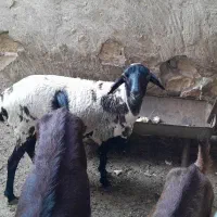 فروش میش بره ماه داری