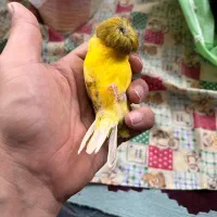 قناری نژاد گلاستر|پرنده|ساری, |دیوار