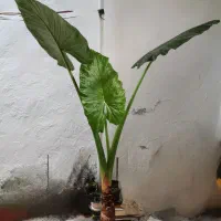گل باباآدم بزرگ