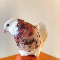 نر طوقی هفت رنگ