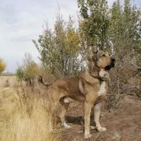 واگذاری سگ 2ساله