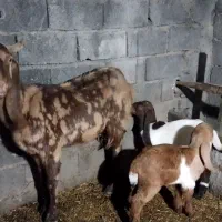 بزپاکستانی