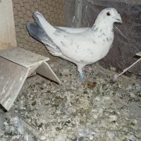 کفتر یا کبوتر|پرنده|اشکذر, |دیوار