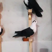 ماده مخملی ونر وماده کلاغ سیاه