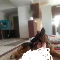 سگ ژرمن شیپر|سگ|هشتگرد, مدرس|دیوار