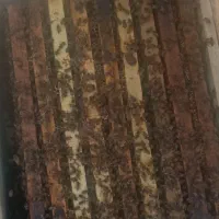 زنبور