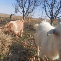 دوعدد بز|حیوانات مزرعه|نوشین شهر, |دیوار