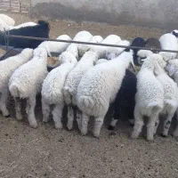 6800000000،|حیوانات مزرعه|آباده, |دیوار