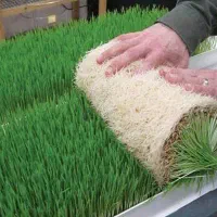 راهنمای جهت علوفه هیدروپونیک