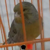 قناری سبز نر