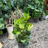 فروش فوری تمام گلهای گلخانه|گل و گیاه طبیعی|عباسآباد, |دیوار