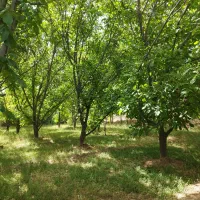 زمین-کشاورزی