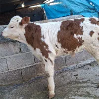 سیمنتال هفتاد تا چهارصد  کیلویی