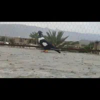 تعدادی بهبونی هوایی