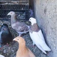 4عدد پاکستانی