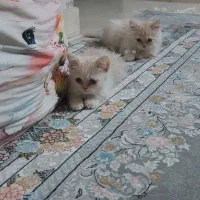 گربه نژاد دار|گربه|اراک, |دیوار