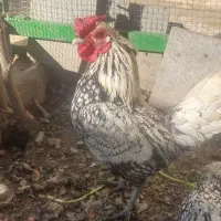 یک جفت مرغ وخروس