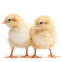 جوجه ۴۵روزه(گوشتی)