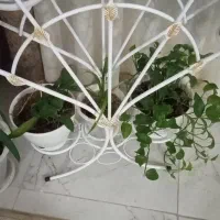 گل طبیعی|گل و گیاه طبیعی|مشهد, پنجتن|دیوار