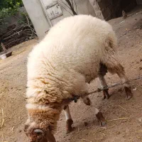 فروش گوسفند نر