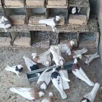 طوقی همه رنگ|پرنده|بافق, |دیوار