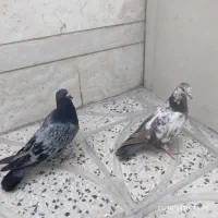 فروش یک جفت جوجه