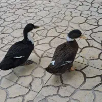 فروش اردک و خروس