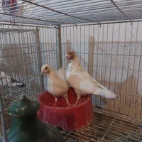 نرماده سو کفتر قدیم کاشان بشرط پرش بالا ۷ ساعت .|پرنده|کاشان, کارگر|دیوار