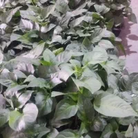 فروش نشا تضمینی