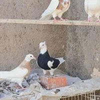 کبوتر طوقی|پرنده|بستان آباد, |دیوار