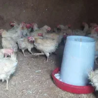 مرغ تخمگذار