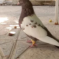 سینه قهوه‌ای  جفت