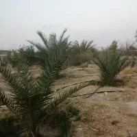 باغ شهری حسن لری|فروش زمین و ملک کلنگی|لار, |دیوار