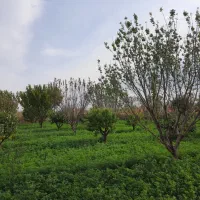 باغ به متراز ۵ هزار مترمربع دارای کانکس بر جاده