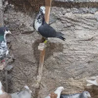 کفتر|پرنده|اوز, |دیوار