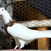 کبوتر طوقی|پرنده|لاهیجان, لیالستان|دیوار